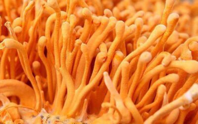 Cordyceps – Miracle Medicinal Mushroom