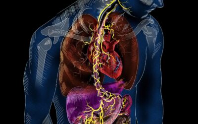 THE GUT-BRAIN CONNECTION